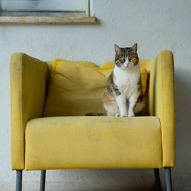 A tricolor domestic cat, sitting on an abandoned yellow armchair.