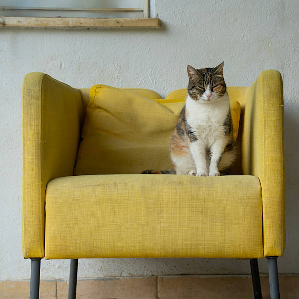 A tricolor alley cat, dozing on an abandoned yellow armchair.