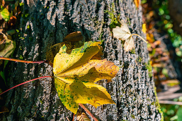 Seasonal yellow leaves scattered across the rough surface of a mossy log, capturing the transition of autumn in the forest.