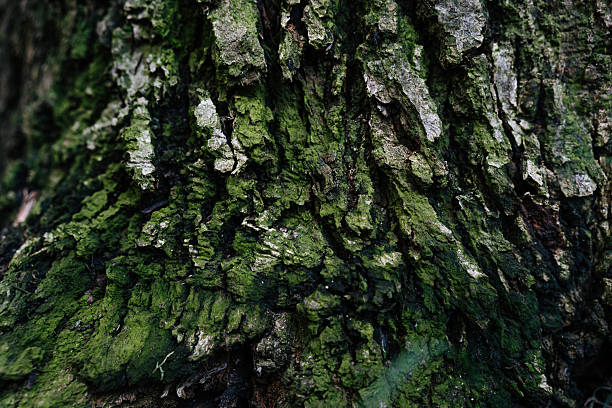 A macro shot showing the rough texture of tree bark in a German forest. The natural surface details, fine cracks, and earthy tones highlight the resilience and timeless character of woodland trees.