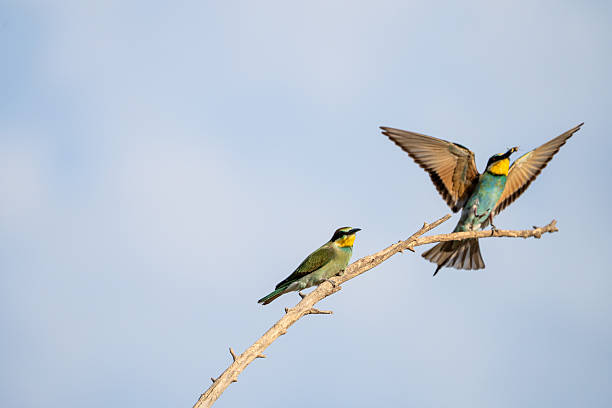 istock European bee-eater (Merops apiaster) photographed in Spain 2235243082