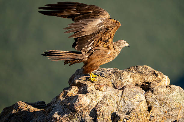 istock Black kite (Milvus migrans) photographed in Spain 2235243130