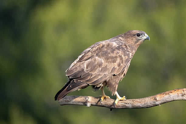 istock Common buzzard (Buteo buteo) photographed in Spain 2235243142