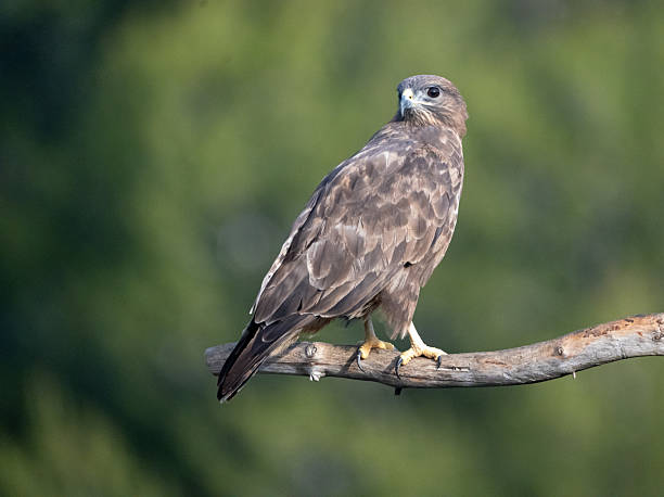 istock Common buzzard (Buteo buteo) photographed in Spain 2235243148