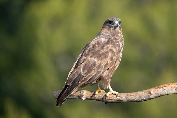 istock Common buzzard (Buteo buteo) photographed in Spain 2235243155