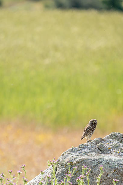 istock Little owl (Athene noctua) photographed in Spain 2235243204