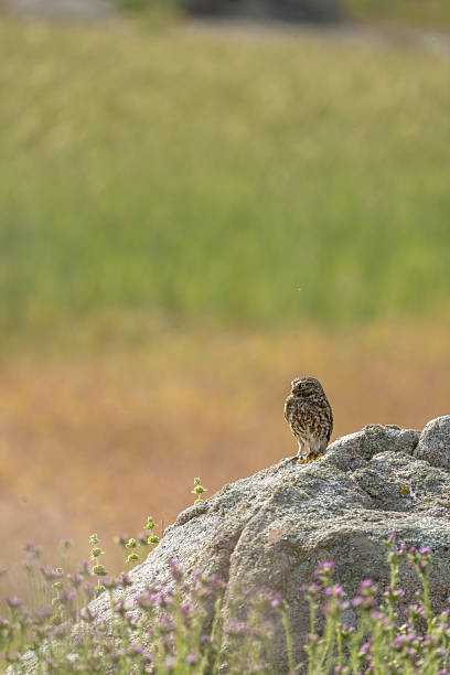 istock Little owl (Athene noctua) photographed in Spain 2235243215