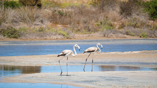 istock Young flamingos feeding in shallow blue water lagoon 2235246565