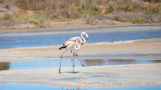 istock Young flamingos feeding in shallow blue water lagoon 2235246763