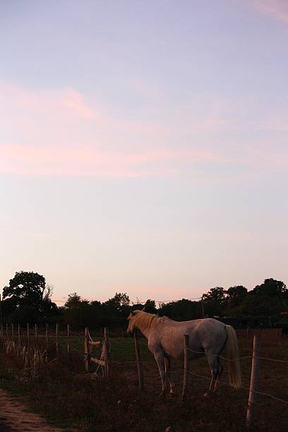 istock White horse grazing in a field at sunset 2235249259