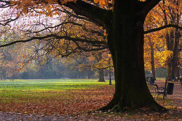 istock A beautiful autumn morning in the park 2235250032
