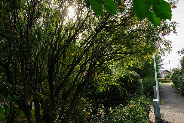 istock Icelandic pathway surrounded by lush trees and greenery under bright sunlight 2235250446