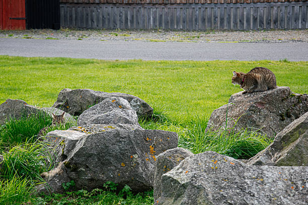 A cat sitting on rocks surrounded by grass in a rustic Icelandic landscape.