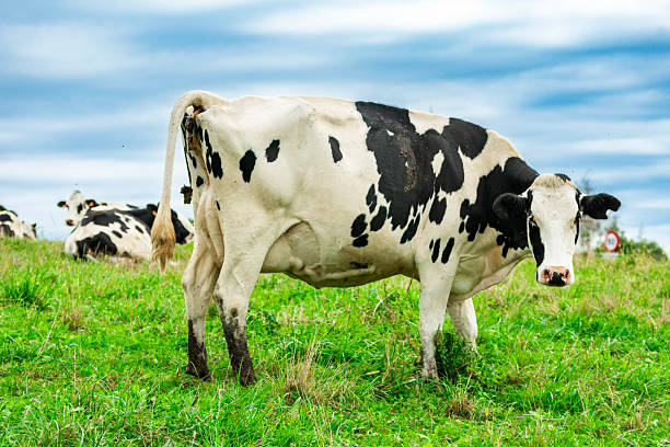 istock Dairy cow grazing in green pasture with herd in background 2235251442