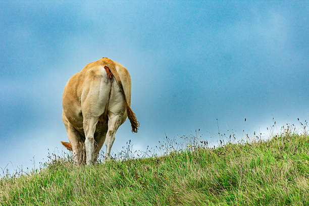 Cow grazing peacefully on a grassy hilltop under a cloudy sky