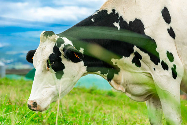 Dairy cow peacefully grazing on lush green grass in a farm pasture, enjoying a sunny day
