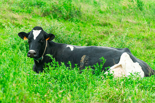 istock Black and white cow relaxing in green pasture 2235251500