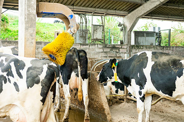 Cows scratching themselves with a rotating brush in a modern dairy farm barn