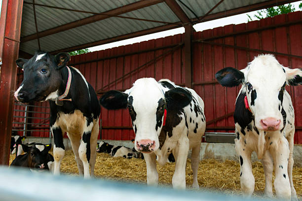 istock Calves looking at camera in a barn 2235251611