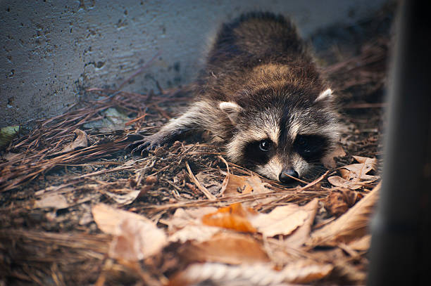 A baby raccoon lies motionless near a concrete wall, nestled among dry leaves and pine needles in a muted woodland setting.