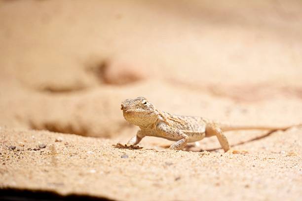 istock Close up of a small lizard in the sand with a blurred background 2235252990