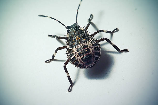 Halyomorpha halys Brown Marmorated Stink Bug Nymph Insect. Digitally Enhanced Photograph.