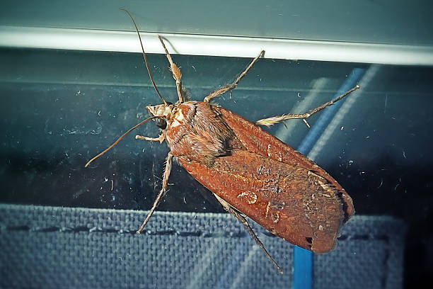 The moth perched on a mortar fence on green background.