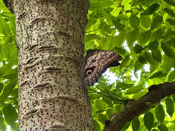 Large butterfly with eye like patterns on wings sitting on tree trunk in green forest