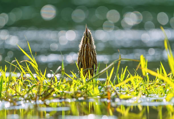 The chick of the bittern bird Botaurus stellaris, standing on the river among the grass, stretched out to the top pretending to be a reed