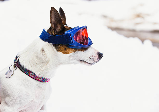 Side portrait of a Jack Russell Terrier dog outside in white snow wearing blue ski goggles