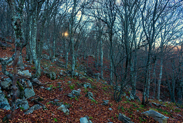 Twilight forest with moss, stones, and fallen leaves