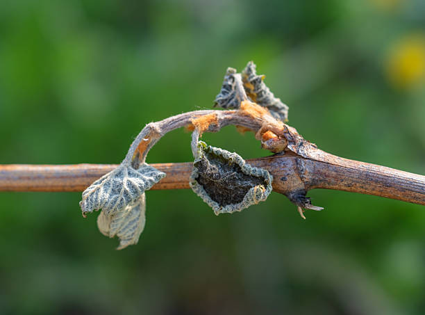 istock A withered young vine shoot, affected by recurrent spring frosts 2235260607