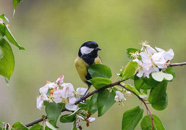 istock Tit bird among fresh greenery and blossoms 2235261051