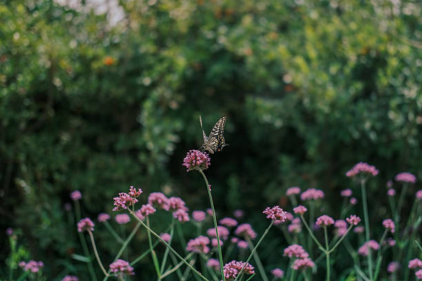A graceful butterfly perched on delicate pink wildflowers against a green natural background, photographed in South Korea.