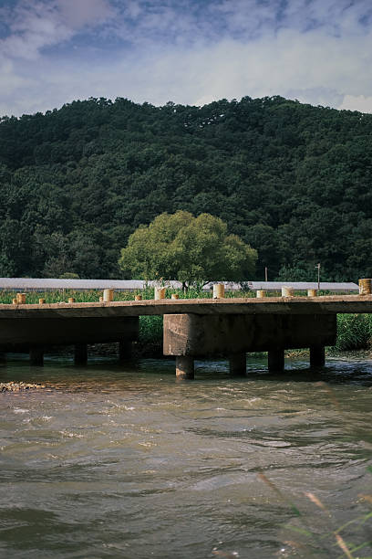 A rustic concrete bridge over a flowing river with a large green tree and forested mountain in the background, captured in South Korea after a rainy day. Natural rural scenery with fresh and vibrant atmosphere.