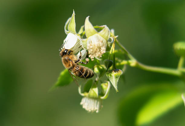 istock Macro shot of a bee collecting nectar from a flower 2235262245