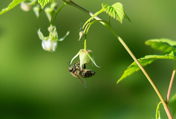 Bee pollinating a flower with green background
