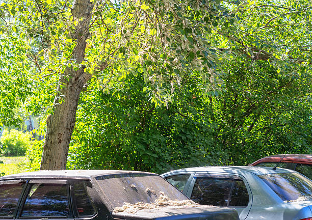 Parked cars under a tree covered with poplar fluff