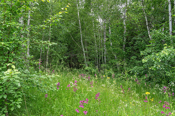istock Flowering meadow at the edge of a birch forest 2235263102