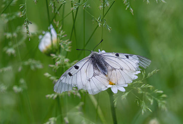 istock White butterfly on a daisy flower in the gras 2235263259