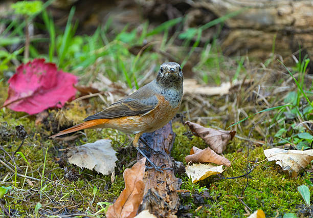 L 13-14,5cm.Breeds in woodland, often old deciduous and mixed, in gardens and parks, but in N (incl. Schotland) also in older, derelict pine forest.Passage migrants in coastal scrub.Summer visitor (April-September), winters in Africa.Rather obtrusive. Keeps mainly to trees and bushes, with mostly only fleeting visits to ground.Nests in tree hole or (special made) nest boxes.This is a quite common Species in the Dutch Forests.