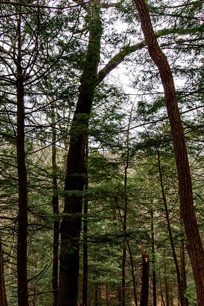 istock Whispering Cave, Hocking Hills State Park, Ohio 2235267860