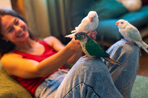 istock Young happy woman playing with her three pet parakeets 2235268814