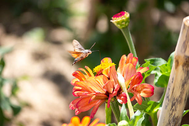 This striking image captures a Hummingbird Hawk-Moth (Macroglossum stellatarum) in its signature pose, hovering gracefully in mid-air as it sips nectar from a vibrant flower. Often mistaken for a hummingbird due to its rapid wing beats and agile flight, this fascinating insect plays a vital role in pollination. The photograph beautifully highlights its fuzzy body and the incredible speed of its wings, frozen in motion. This moment captures the dynamic energy of nature and the delicate balance of wildlife in a beautiful garden setting.