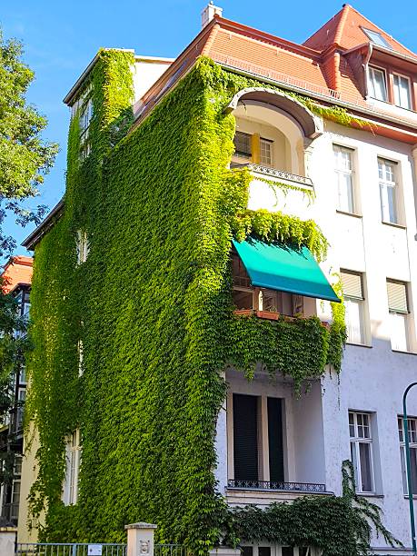 A multi-story residential building completely covered in thick, green ivy. The vines cover almost the entire facade, creating the impression of a natural oasis within the city.