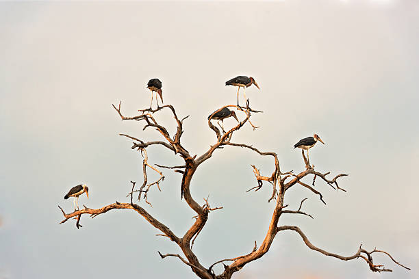 Marabou stork birds , on a dead tree in Okavango delta in Botswana, Ngami lake in Chobe national park