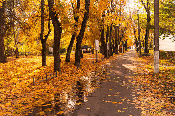 Scenic autumn park path covered with yellow fallen leaves, surrounded by tall trees glowing in warm sunlight. This peaceful seasonal image captures the golden beauty of fall and is perfect for background use, travel themes, seasonal promotions.