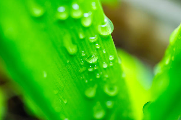 Beautiful rain water drop on green leaf closeup natural background