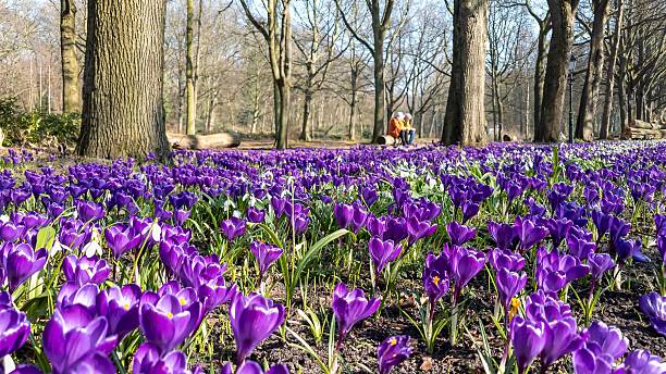 istock Vibrant Crocus Field in Sunny Park 2235282178