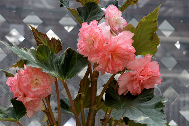 Begonia is a genus of perennial flowering plants in the family Begoniaceae, which contains more than 1800 different species. It comes in many different colors such as red, pink, orange, yellow and white.